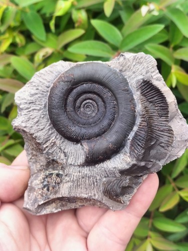 Top quality dactylioceras - top,