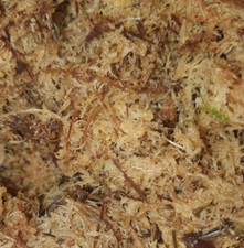 Snail Moss Vivarium Terrarium