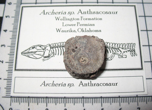 Permian fossil archeria - permian,