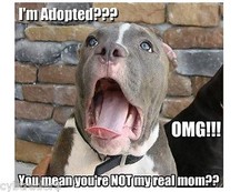 Funny Adopted Pit Bull Terrier