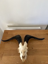 Taxidermy Large Goats Skull Black Horns Occult Witchcraft Altar Baphomet Gothic