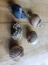 Medium spiny cockle shells - shells, x2