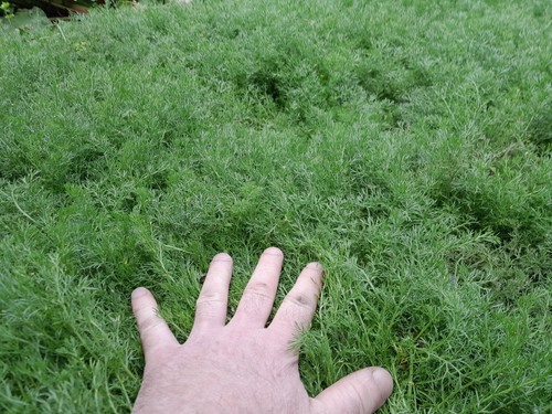 Chamomile grass lawn non - chamomile,