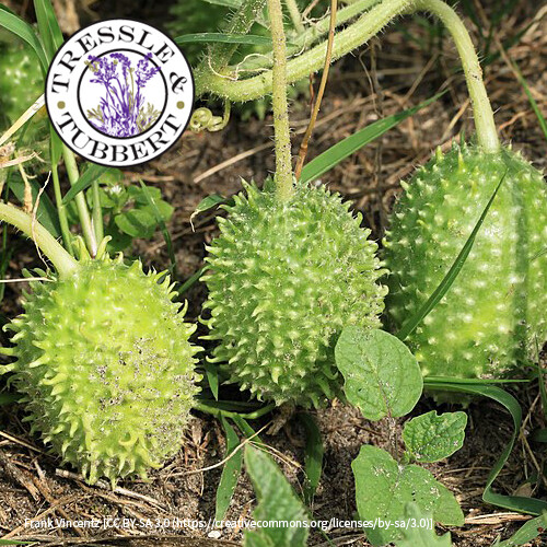 Rare west indian gherkin - rare,