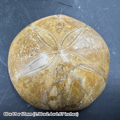 Pygurus urchin echinoid fossil - pygurus,