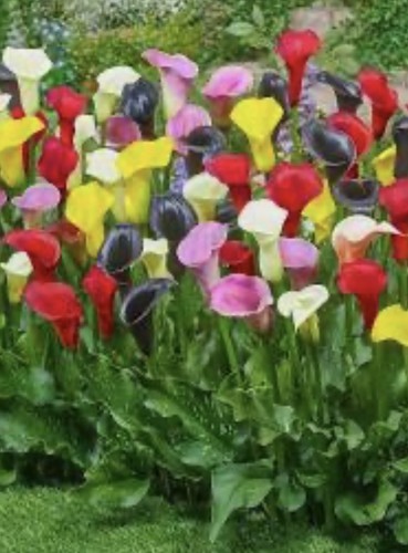 Zantedeschia calla tuberous - zantedeschia,