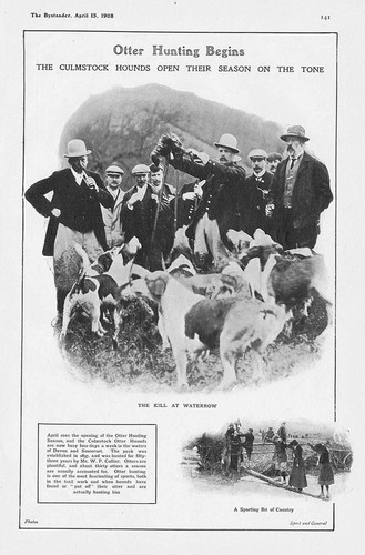 Otter hunting culmstock hounds - hunting,