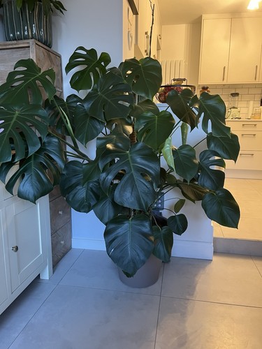 Monstera large indoor plant - monstera,