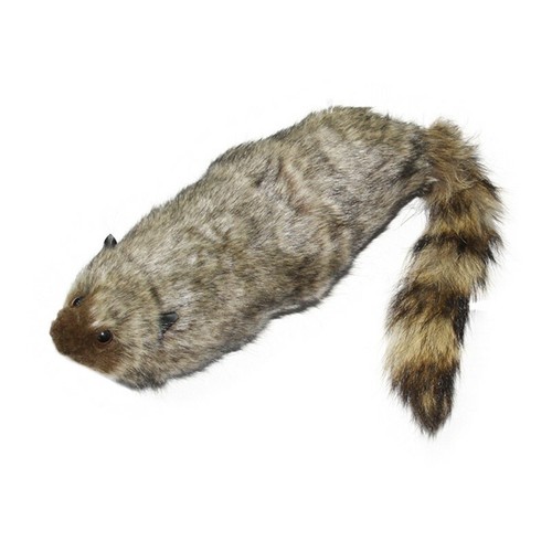 The rocky raccoon magic robbie - rocky,