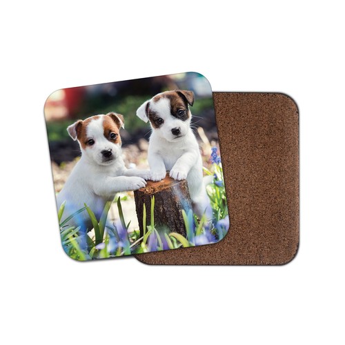 Jack russell puppies coaster - jack,