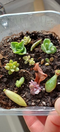 X11 exact succulent - exact, mix