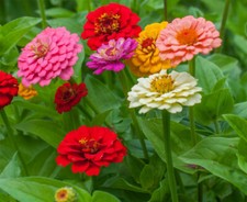 ZINNIA OKLAHOMA MIX 100 FINEST