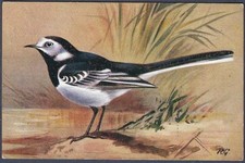 Pied Wagtail by Roland Green - R.S. Art Press bird postcard