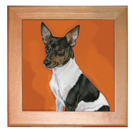 Rat terrier dog kitchen - rat,