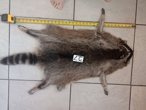 Tanned raccoon pelt - raccoon,