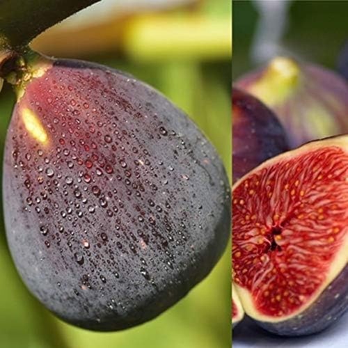 Organic miniature fig tree - tree,