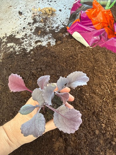 Red cabbage plug - cabbage, –
