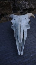 Real Sheep Skull With Horns