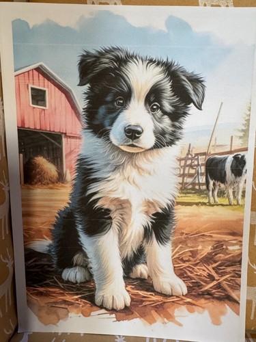 Stunning sweet collie pup - stunning,