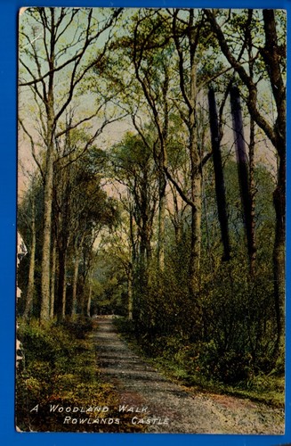 Postcard woodland walk - postcard, a