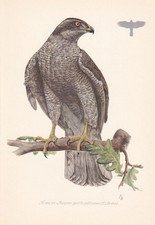 1954 northern goshawk bird - northern,