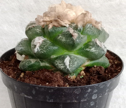 Ariocarpus sur tus x g - ariocarpus, i.sur@tus