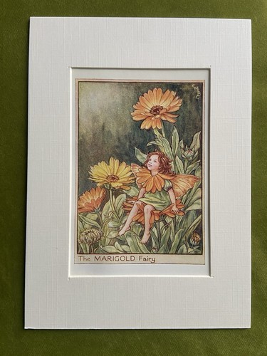Marigold flower fairy - flower,