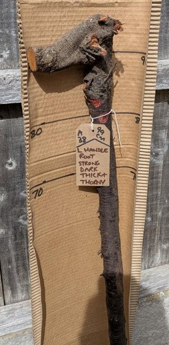 Blackthorn walking stick shank - blackthorn,