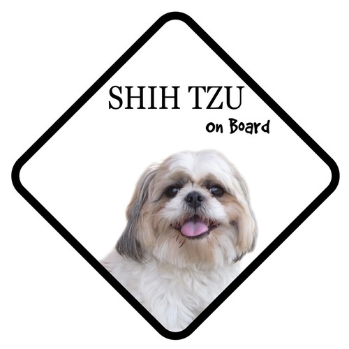 Shih tzu dog - shih, car