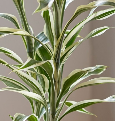 Dracaena 5cm potted - dracaena,