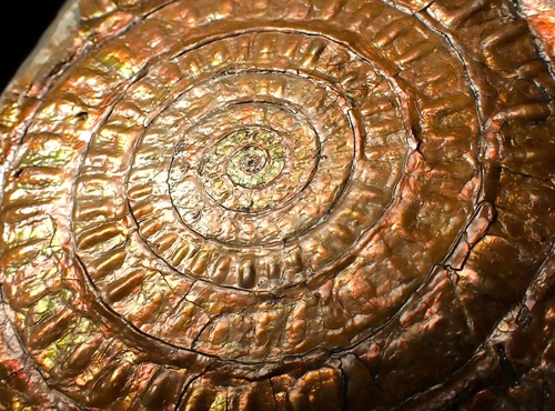 Very large copper - , iridescent