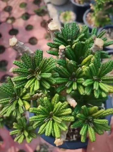 Rare live house - rare, plant