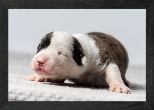 Welsh corgi cardigan - welsh,