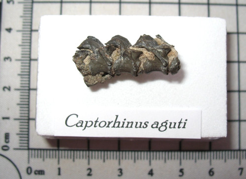 Permian captorhinus fossil - captorhinus,