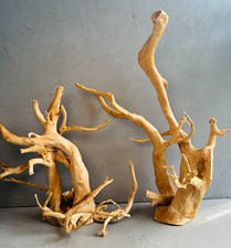 Azalea roots terrarium - azalea, |