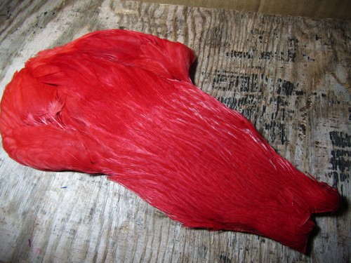 Ifs genetic hen - ifs, neck