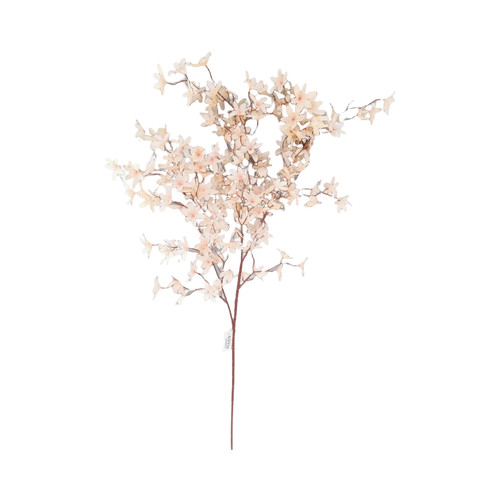 Exquisite onidium orchid - onidium,