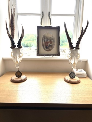 Roe deer muntjac trophy - muntjac,