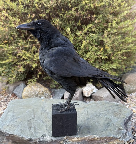 Taxidermy crow not raven - crow,