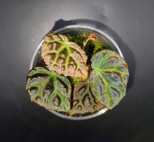 Begonia dracopelta - dracopelta,