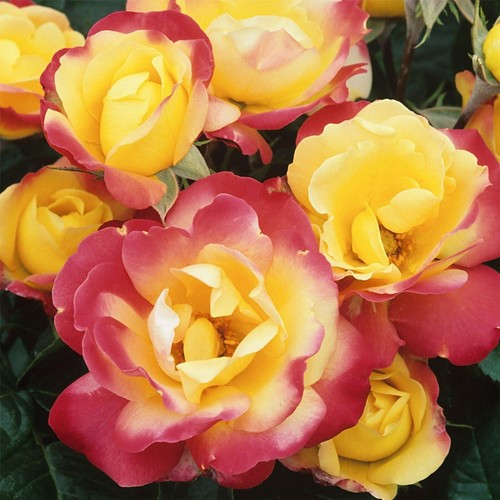 Rose bush plant hardy - rose, uk