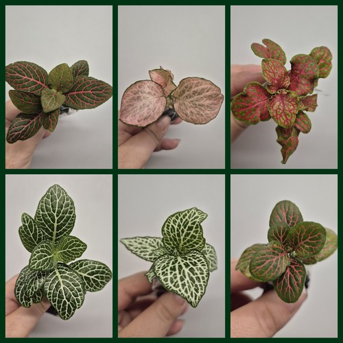 Nerve plant mosaic - nerve, |