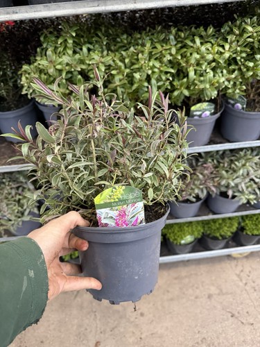 Hebe plant 2 3l pot - hebe,