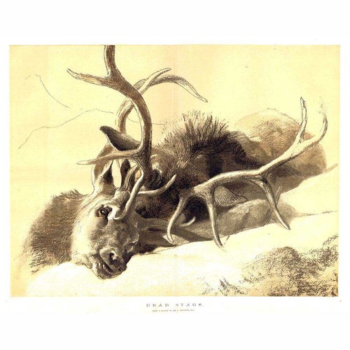 Edwin landseer dead - edwin, stags