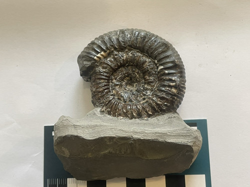 Peronoceras ammonite whitby - ammonite,