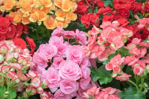 100 mixed summer - 100,
