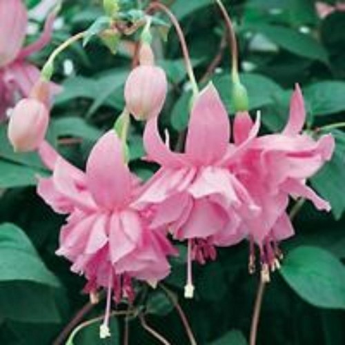 Giant trailing fuchsia pink - 6,