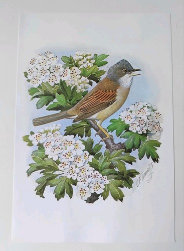 Tunnicliffe vintage bird - c,