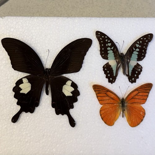 Entomology butterfly specimen - entomology,