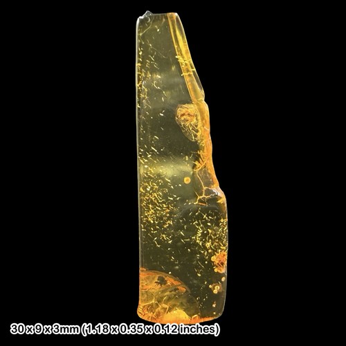 Baltic amber fossil ant - baltic,